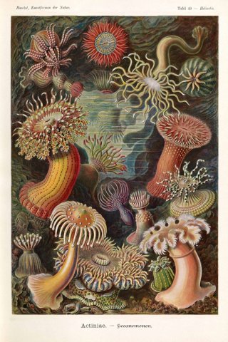 Actiniae By Ernst Haeckel Wall Art Painting Prints Poster Canvas Picture Hanging Photo Gift Idea Home Decor