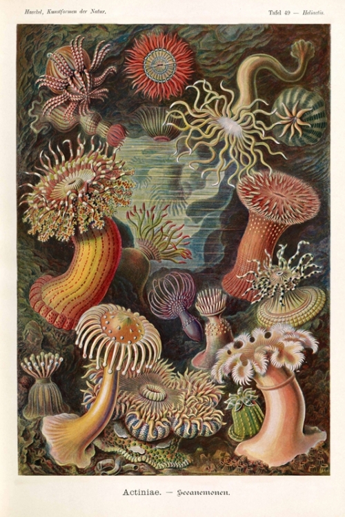 Actiniae By Ernst Haeckel Wall Art Painting Prints Poster Canvas Picture Hanging Photo Gift Idea Home Decor