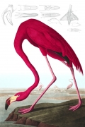 American Flamingo By John James Audubon Wall Art Painting Prints Poster Canvas Picture Hanging Photo Gift Idea Home Decor