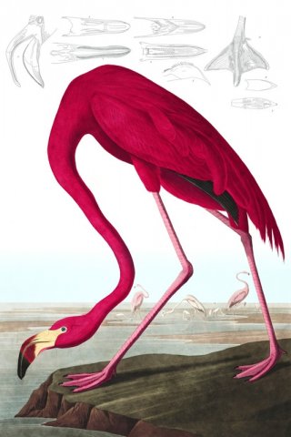 American Flamingo By John James Audubon Wall Art Painting Prints Poster Canvas Picture Hanging Photo Gift Idea Home Decor