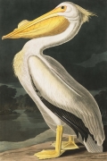 American White Pelican By John James Audubon Wall Art Painting Prints Poster Canvas Picture Hanging Photo Gift Idea Home Decor