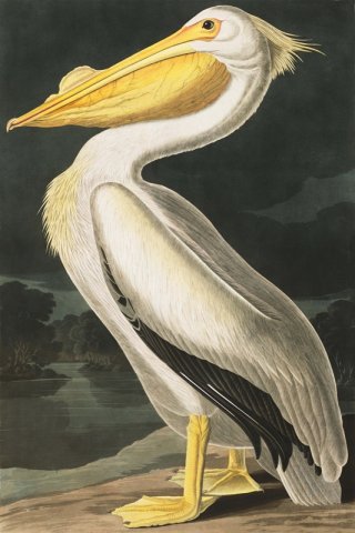 American White Pelican By John James Audubon Wall Art Painting Prints Poster Canvas Picture Hanging Photo Gift Idea Home Decor