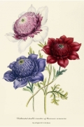 Anemone Coronaria By Jane Loudon Wall Art Painting Prints Poster Canvas Picture Hanging Photo Gift Idea Home Decor