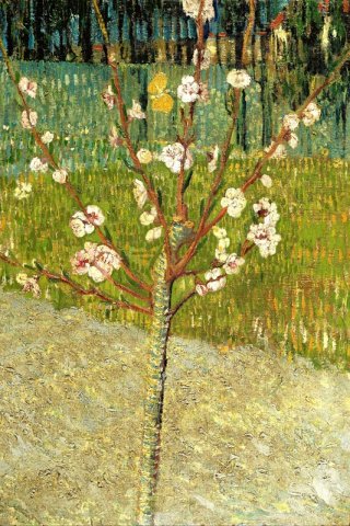 Apricot Trees in Blossom Blossoming Apricot Tree By Vincent van Gogh Wall Art Painting Prints Poster Canvas Picture Hanging Photo Gift Idea Home Decor