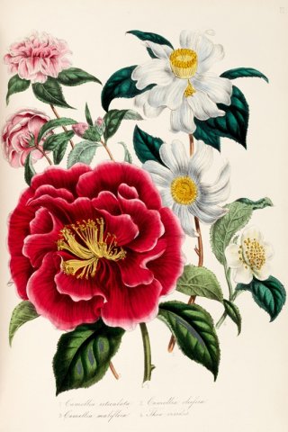 Camellia By Jane Loudon Wall Art Painting Prints Poster Canvas Picture Hanging Photo Gift Idea Home Decor
