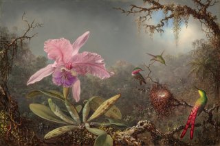 Cattleya Orchid and Three Hummingbirds By Martin Johnson Heade Wall Art Painting Prints Poster Canvas Picture Hanging Photo Gift Idea Home Decor