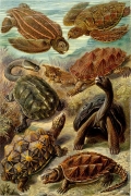 Chelonia By Ernst Haeckel Wall Art Painting Prints Poster Canvas Picture Hanging Photo Gift Idea Home Decor