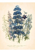 Delphinium barlowii By Jane Loudon Wall Art Painting Prints Poster Canvas Picture Hanging Photo Gift Idea Home Decor