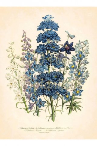 Delphinium barlowii By Jane Loudon Wall Art Painting Prints Poster Canvas Picture Hanging Photo Gift Idea Home Decor