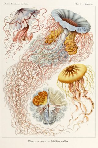 Discomedusae By Ernst Haeckel Wall Art Painting Prints Poster Canvas Picture Hanging Photo Gift Idea Home Decor