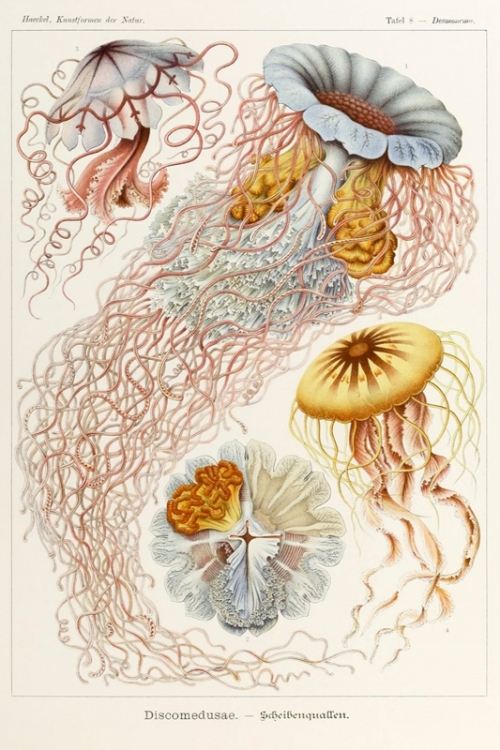 Discomedusae By Ernst Haeckel Wall Art Painting Prints Poster Canvas Picture Hanging Photo Gift Idea Home Decor