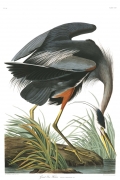 Great Blue Heron By John James Audubon Wall Art Painting Prints Poster Canvas Picture Hanging Photo Gift Idea Home Decor