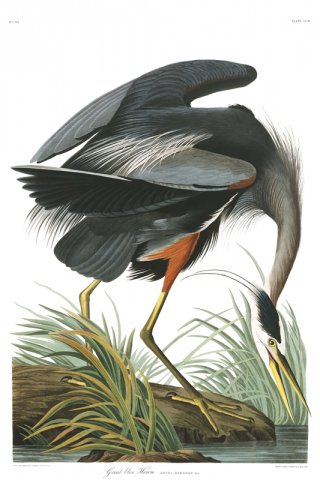 Great Blue Heron By John James Audubon Wall Art Painting Prints Poster Canvas Picture Hanging Photo Gift Idea Home Decor