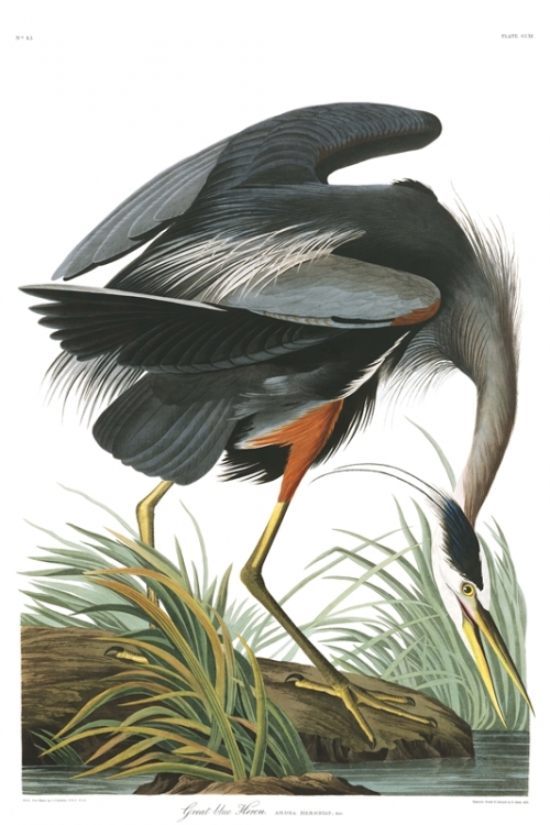 Great Blue Heron By John James Audubon Wall Art Painting Prints Poster Canvas Picture Hanging Photo Gift Idea Home Decor