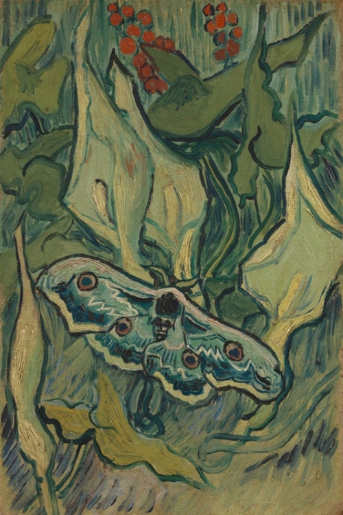 Great Peacock Moth Giant Peacock Moth Emperor Moth By Vincent van Gogh