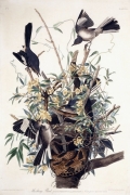 Mocking Bird By John James Audubon Wall Art Painting Prints Poster Canvas Picture Hanging Photo Gift Idea Home Decor