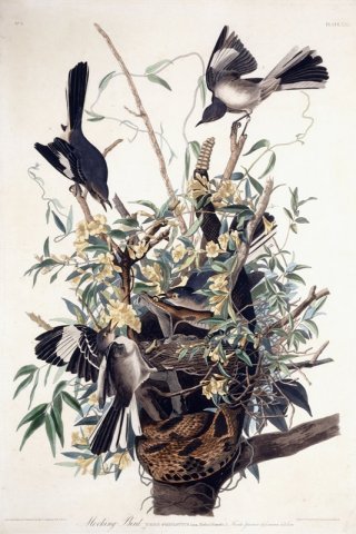 Mocking Bird By John James Audubon Wall Art Painting Prints Poster Canvas Picture Hanging Photo Gift Idea Home Decor