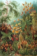 Muscinae By Ernst Haeckel Wall Art Painting Prints Poster Canvas Picture Hanging Photo Gift Idea Home Decor
