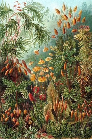 Muscinae By Ernst Haeckel Wall Art Painting Prints Poster Canvas Picture Hanging Photo Gift Idea Home Decor