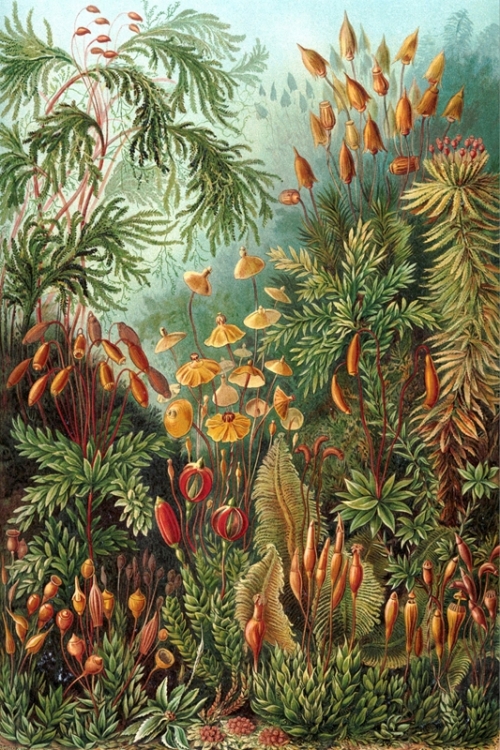 Muscinae By Ernst Haeckel Wall Art Painting Prints Poster Canvas Picture Hanging Photo Gift Idea Home Decor
