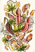 Nepenthaceae By Ernst Haeckel Wall Art Painting Prints Poster Canvas Picture Hanging Photo Gift Idea Home Decor