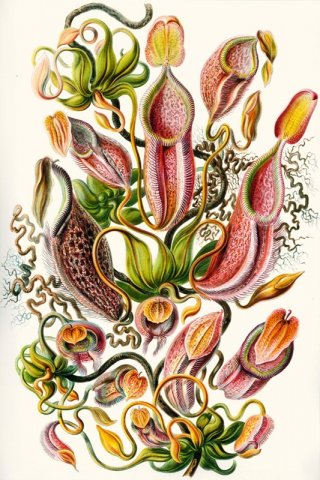 Nepenthaceae By Ernst Haeckel Wall Art Painting Prints Poster Canvas Picture Hanging Photo Gift Idea Home Decor