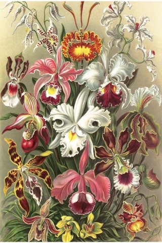 Orchidae By Ernst Haeckel Wall Art Painting Prints Poster Canvas Picture Hanging Photo Gift Idea Home Decor