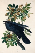 Raven By John James Audubon Wall Art Painting Prints Poster Canvas Picture Hanging Photo Gift Idea Home Decor