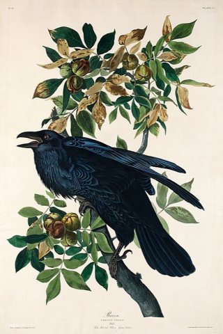 Raven By John James Audubon Wall Art Painting Prints Poster Canvas Picture Hanging Photo Gift Idea Home Decor