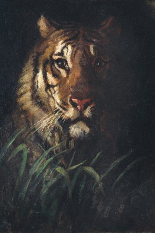 Tiger s Head By Abbott Handerson Thayer Wall Art Painting Prints Poster Canvas Picture Hanging Photo Gift Idea Home Decor