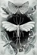 Tineida By Ernst Haeckel Wall Art Painting Prints Poster Canvas Picture Hanging Photo Gift Idea Home Decor