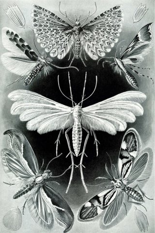 Tineida By Ernst Haeckel Wall Art Painting Prints Poster Canvas Picture Hanging Photo Gift Idea Home Decor
