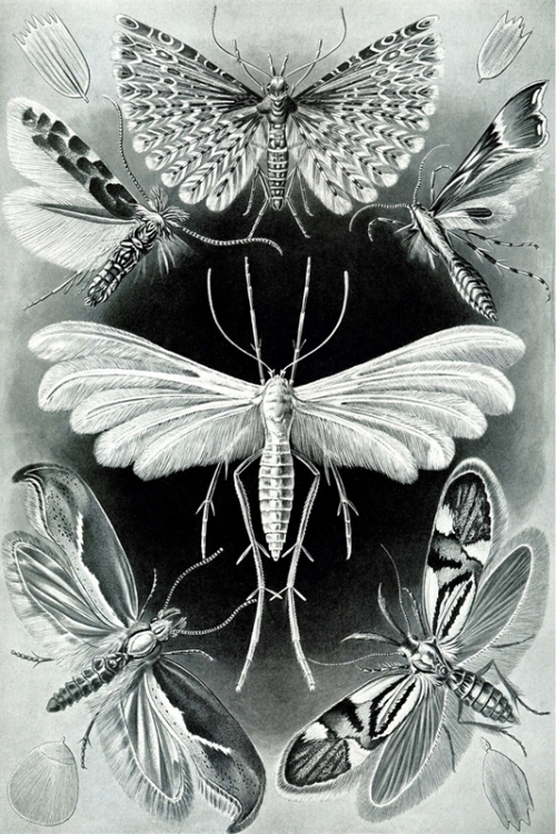 Tineida By Ernst Haeckel Wall Art Painting Prints Poster Canvas Picture Hanging Photo Gift Idea Home Decor