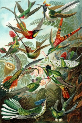 Trochilidae By Ernst Haeckel Wall Art Painting Prints Poster Canvas Picture Hanging Photo Gift Idea Home Decor